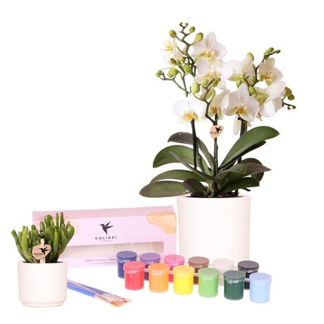 Livraison plante Coffret Créatif Visionnaire 8 : Orchidées & succulentes