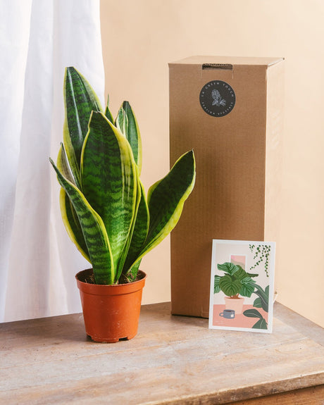 Livraison plante Coffret de Plantes Easycare