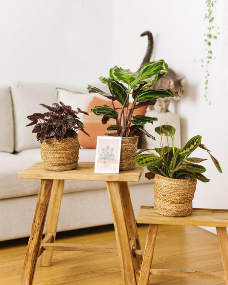 Livraison plante Coffret de Plantes Pets Friendly