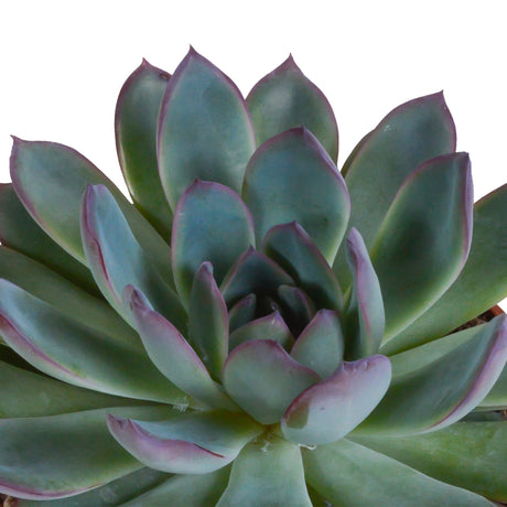 Livraison plante Coffret Echeveria - Lot de 3 plantes, h21cm