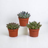 Livraison plante Coffret Echeveria - Lot de 3 plantes, h21cm