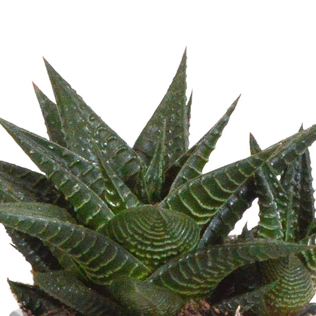 Livraison plante Coffret Gasteria, Haworthia et ses caches - pots terracotta - Lot de 3 plantes, h18cm