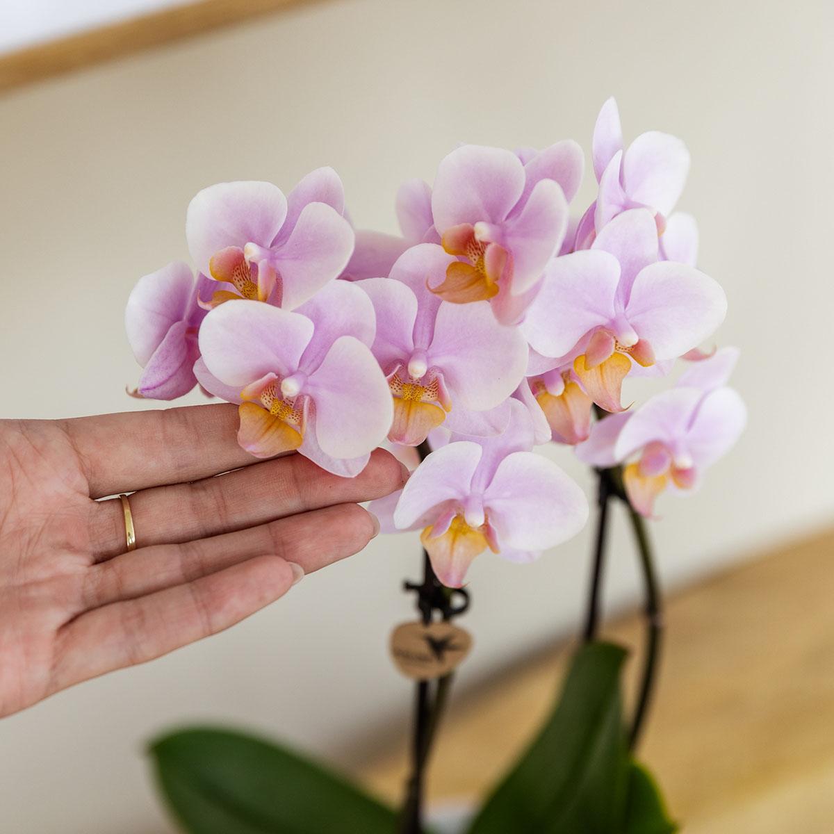 Livraison plante Coffret Orchidée Méditerranéenne Sunset Phalaenopsis Andorra