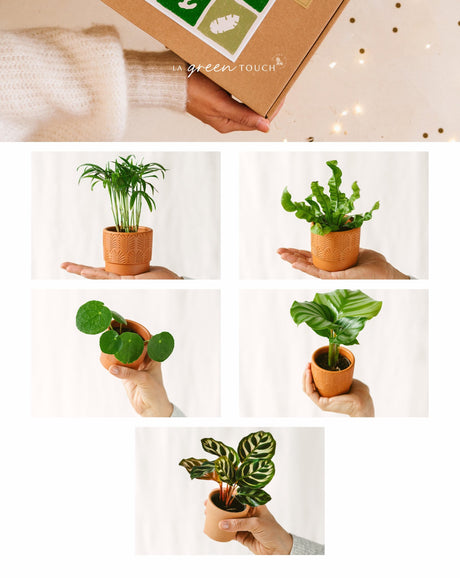 Livraison plante Coffret Petsfriendly - 5 Baby plantes