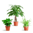 Livraison plante 🐾 Coffret – Plantes Pet's Friendly