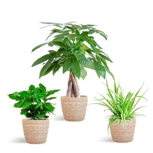 Livraison plante 🐾 Coffret – Plantes Pet's Friendly