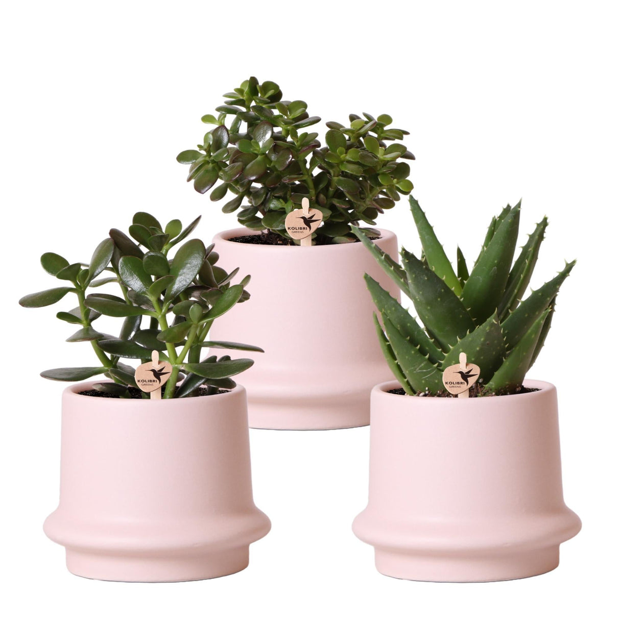 Livraison plante Coffret succulente et ses caches - pots en céramique rose - Lot de 3 plantes, h20cm