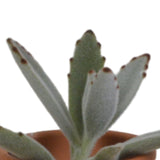 Livraison plante Coffret succulente et ses pots terracotta - Lot de 5 plantes, h13cm