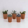 Livraison plante Coffret succulente et ses pots terracotta - Lot de 5 plantes, h13cm