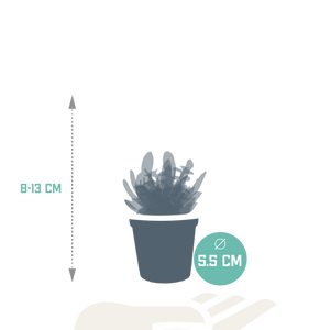 Livraison plante Coffret succulente - Lot de 10 plantes, h13cm