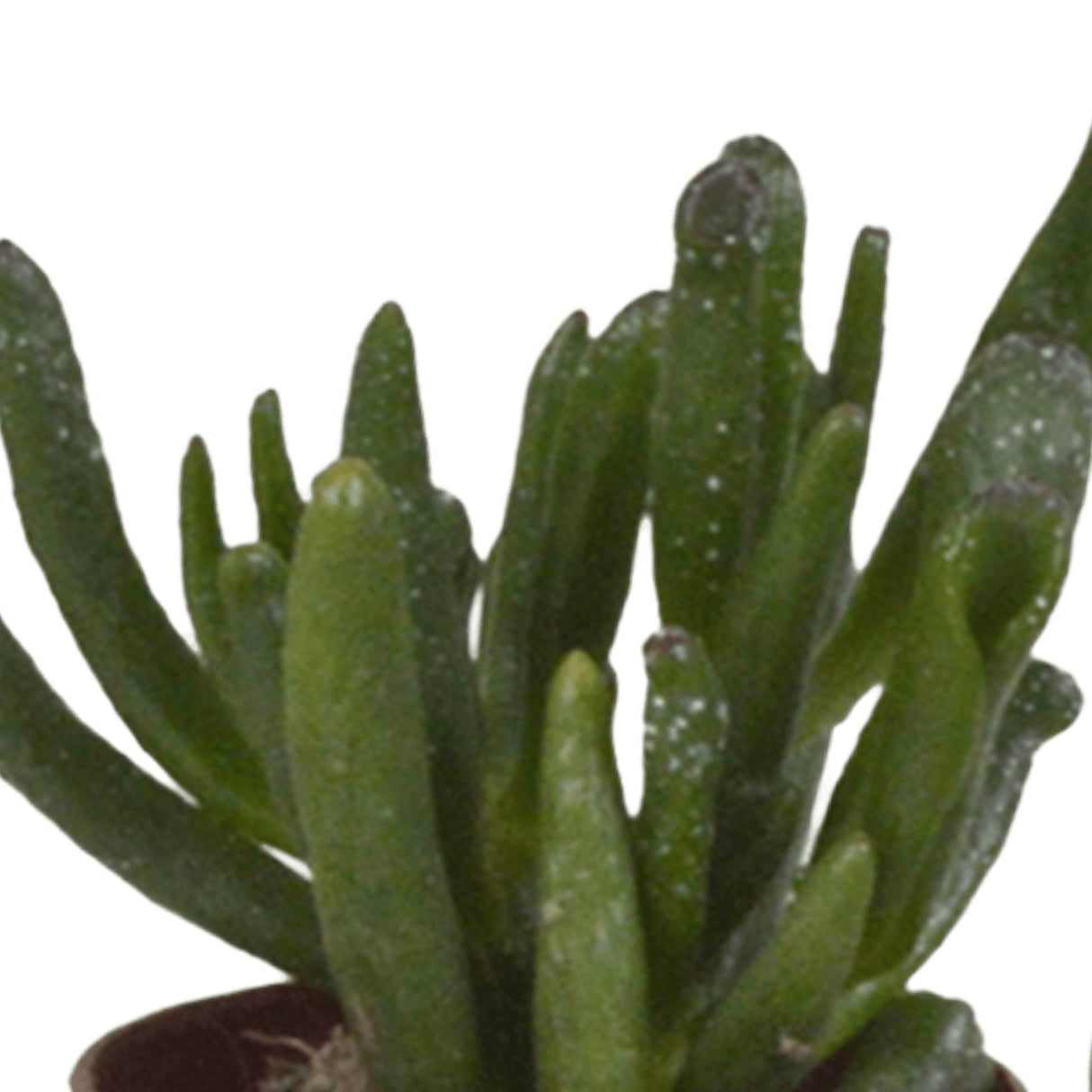 Livraison plante Coffret succulente - Lot de 10 plantes, h13cm
