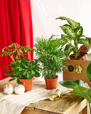 Livraison plante Coffret surprise - Lot de 8 plantes