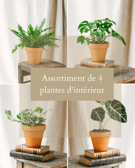 Livraison plante Coffret Surprise - Plantes d'intérieur