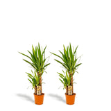 Livraison plante Coffret Yucca - Lot de 2 plantes, h90cm