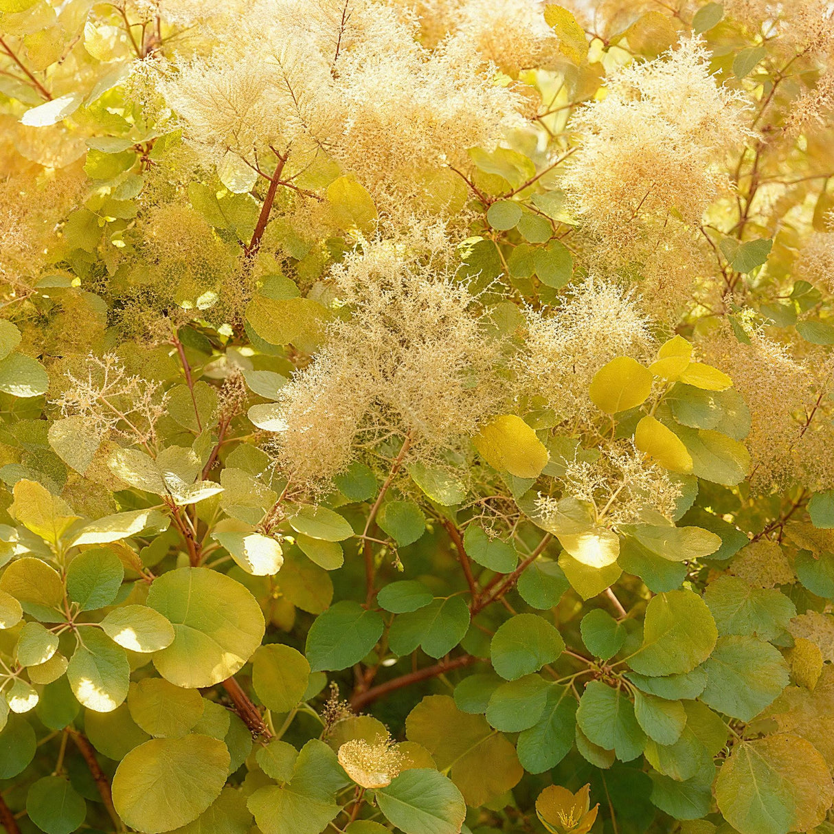 Livraison plante Cotinus coggygria Golden Spirit – Pot 12 cm – Hauteur 35 cm