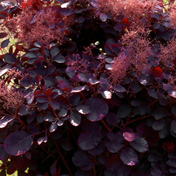Livraison plante Cotinus coggygria Royal Purple – Pot 12 cm – Hauteur 35 cm