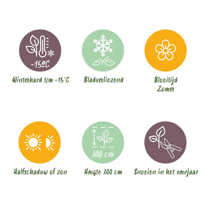 Livraison plante Cotinus coggyria Lilla – Lot de 1 – Pot 12 cm – Hauteur 35 cm