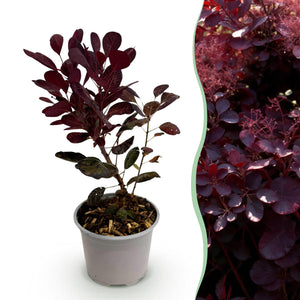 Livraison plante Cotinus coggyria Lilla x1
