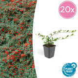 Livraison plante Cotoneaster dammeri