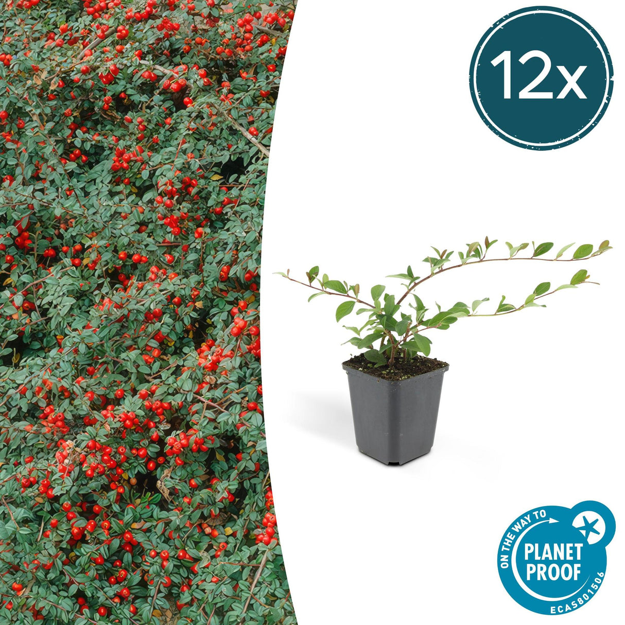 Livraison plante Cotoneaster dammeri Major