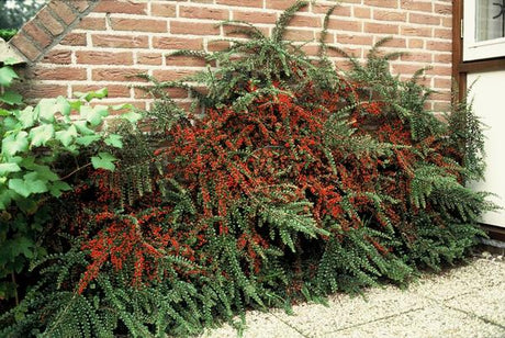 Livraison plante Cotoneaster horizontalis