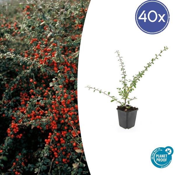 Livraison plante Cotoneaster suecicus Coral Beauty