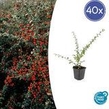 Livraison plante Cotoneaster suecicus Coral Beauty