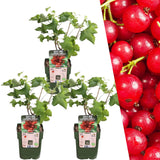 Livraison plante Cranberry bio x 3
