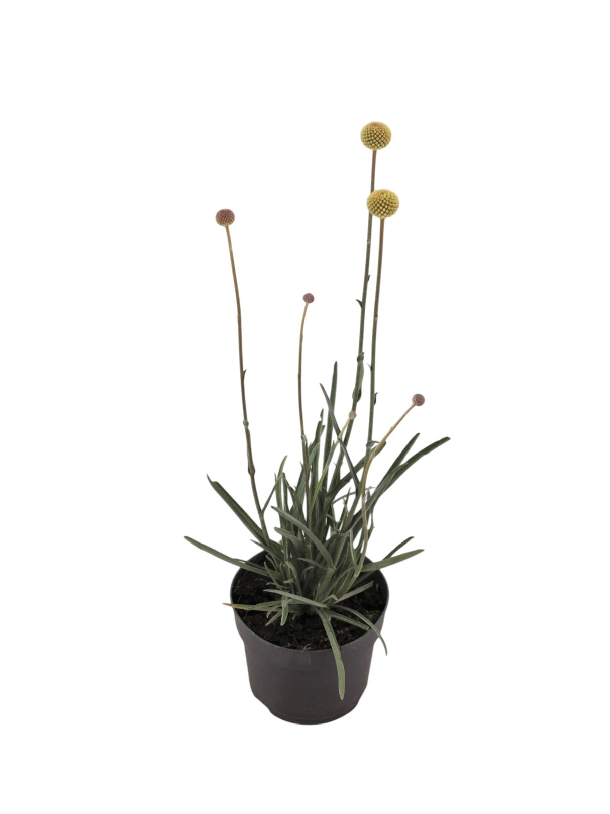 Livraison plante Craspedie globuleuse pompons jaunes d13cm