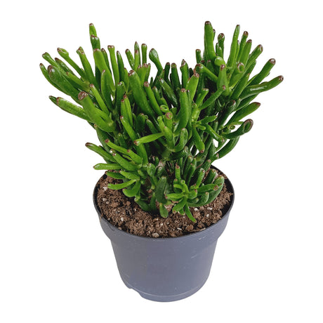 Livraison plante Crassula Gollum - Plante Succulente Tubulaire