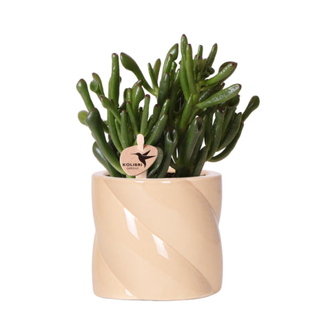 Livraison plante Crassula Hobbit + Pot Candy Lila - Plante d'intérieur fleurie