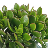 Livraison plante Crassula Minova Écarlate