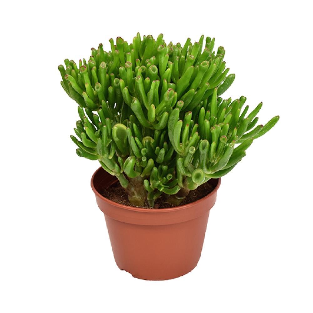 Livraison plante Crassula Ovata Hobbit h21cm - succulente