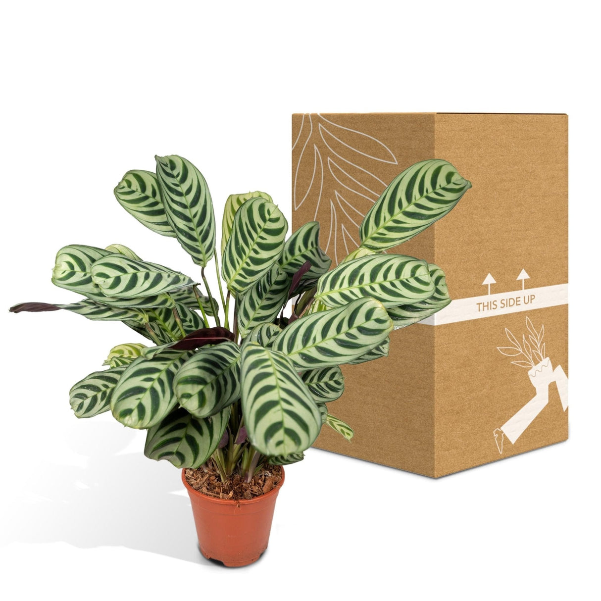 Livraison plante Ctenanthe Lovable - h14cm, Ø14cm - plante d'intérieur