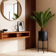 Livraison plante Cycas revoluta