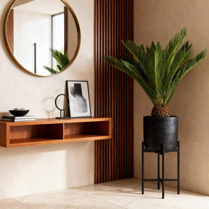 Livraison plante Cycas revoluta