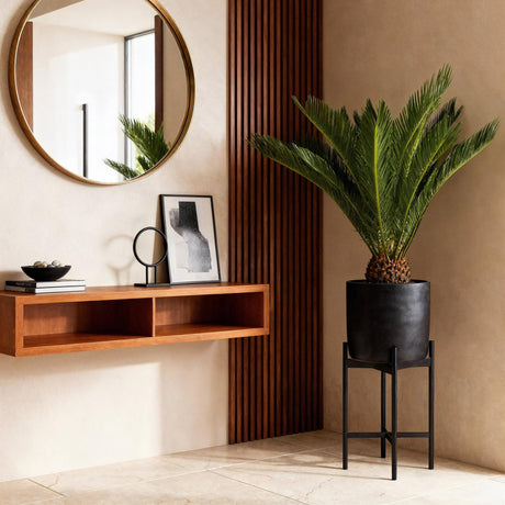 Livraison plante Cycas revoluta