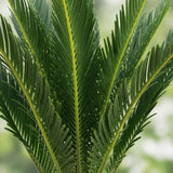 Livraison plante Cycas revoluta d14cm H45cm