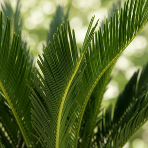Livraison plante Cycas revoluta d17cm H70cm