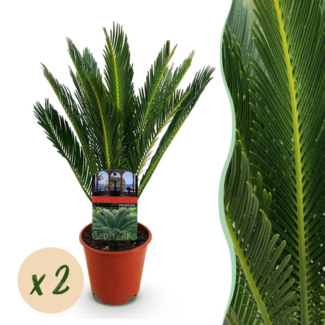 Livraison plante Cycas revoluta – Lot de 2 – Pot 14 cm – Hauteur 45 cm