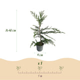 Livraison plante Cyprès de Leylandii – Lot de 8 – Pot 9 cm – Hauteur 35 - 40 cm