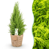 Livraison plante Cyprès d'intérieur Gold Crest Wilma