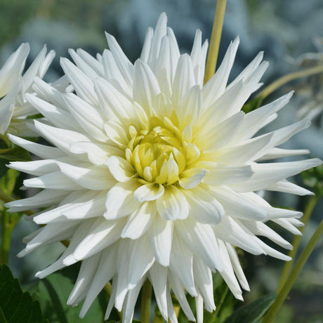 Livraison plante Dahlia Bulbes - 2 grandes box de luxe 2 x 6 dahlias hollandais