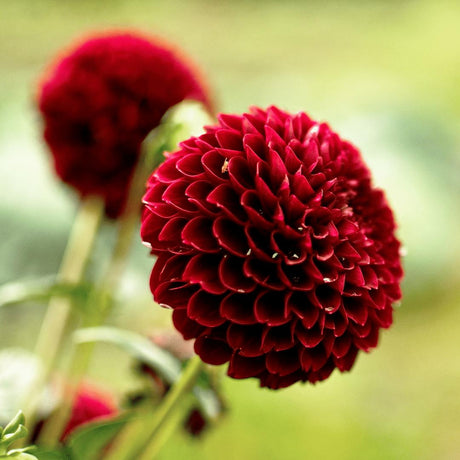 Livraison plante Dahlia Bulbes - Mix Gerard's Darlings, Natal & Blue Bell, 2 pièces