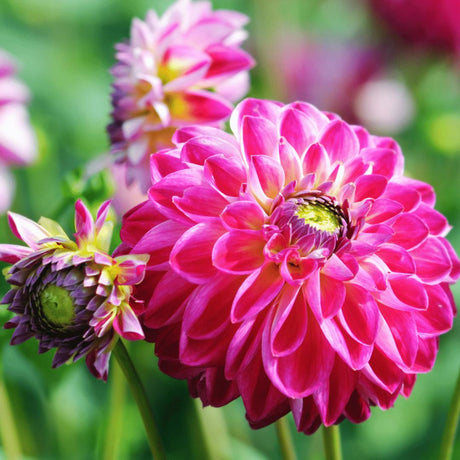 Livraison plante Dahlia Bulbes - Mix Happiness, Little Robert & Heatwave, 2 pièces