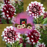 Livraison plante Dahlia Mistery Day grandes fleurs - Bulbes