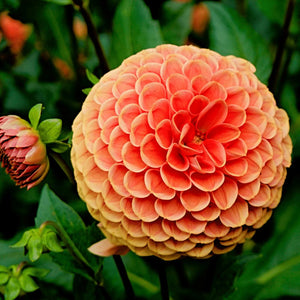 Livraison plante Dahlia Ralphie boule - Coffret de 24 Bulbes
