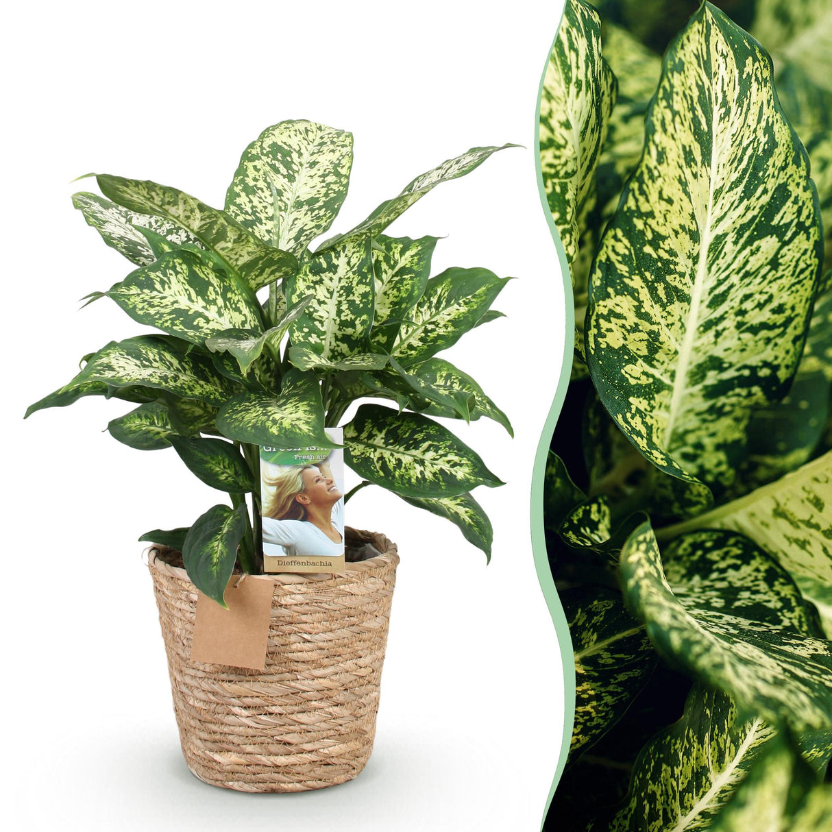 Livraison plante Diefenbachia Compacta et panier H50 cm