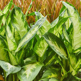 Livraison plante Dieffenbachia Camilla et pot H45 cm