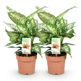 Livraison plante Dieffenbachia Compacta – Lot de 2 – Pot 17 cm